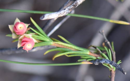 Red Doll's Rose (Hermannia filifolia)