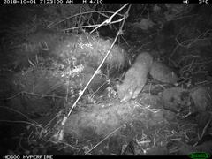 Leopardus guigna guigna