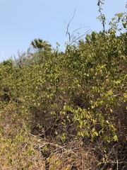 Jasminum simplicifolium