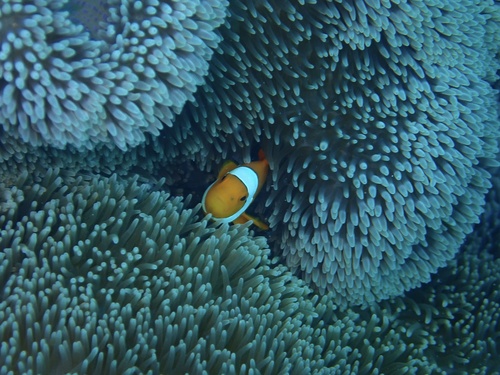 Amphiprion ocellaris