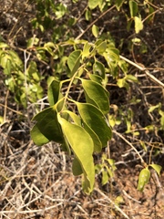 Jasminum simplicifolium