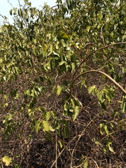 Jasminum simplicifolium