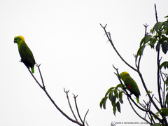 Amazona auropalliata