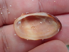 Barbatia domingensis