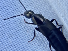 Philonthus decorus
