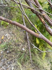 Achrioptera impennis