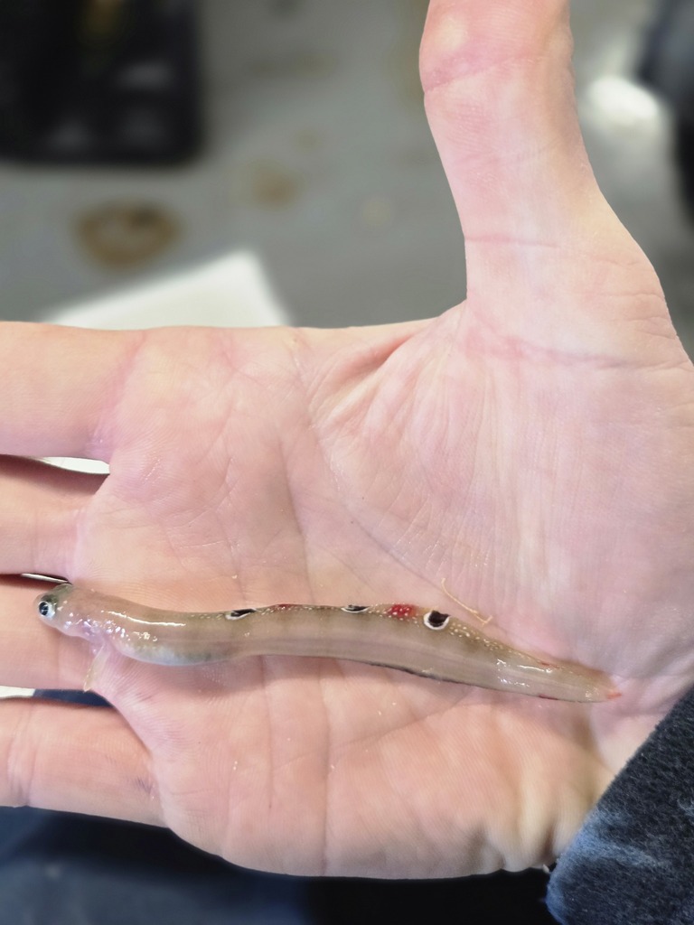 Aurora pout (Gymnelus retrodorsalis) — Zoarcidae