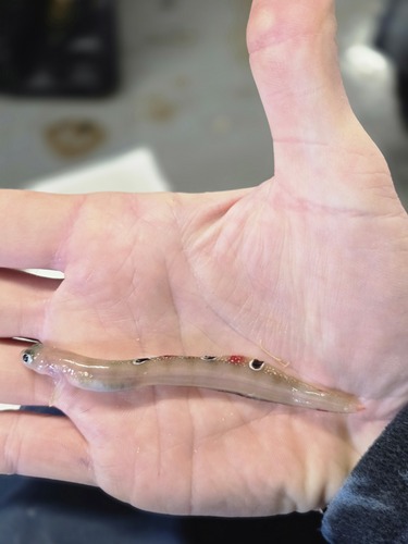 Aurora pout (Gymnelus retrodorsalis) — Zoarcidae