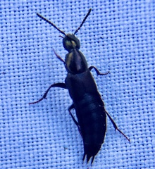 Philonthus decorus