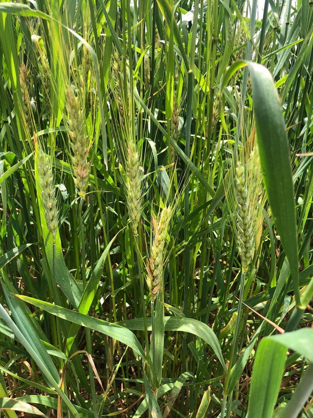 Triticum aestivum