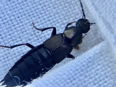 Philonthus decorus