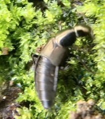 Philonthus decorus