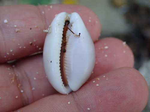 Atlantic Grey Cowry