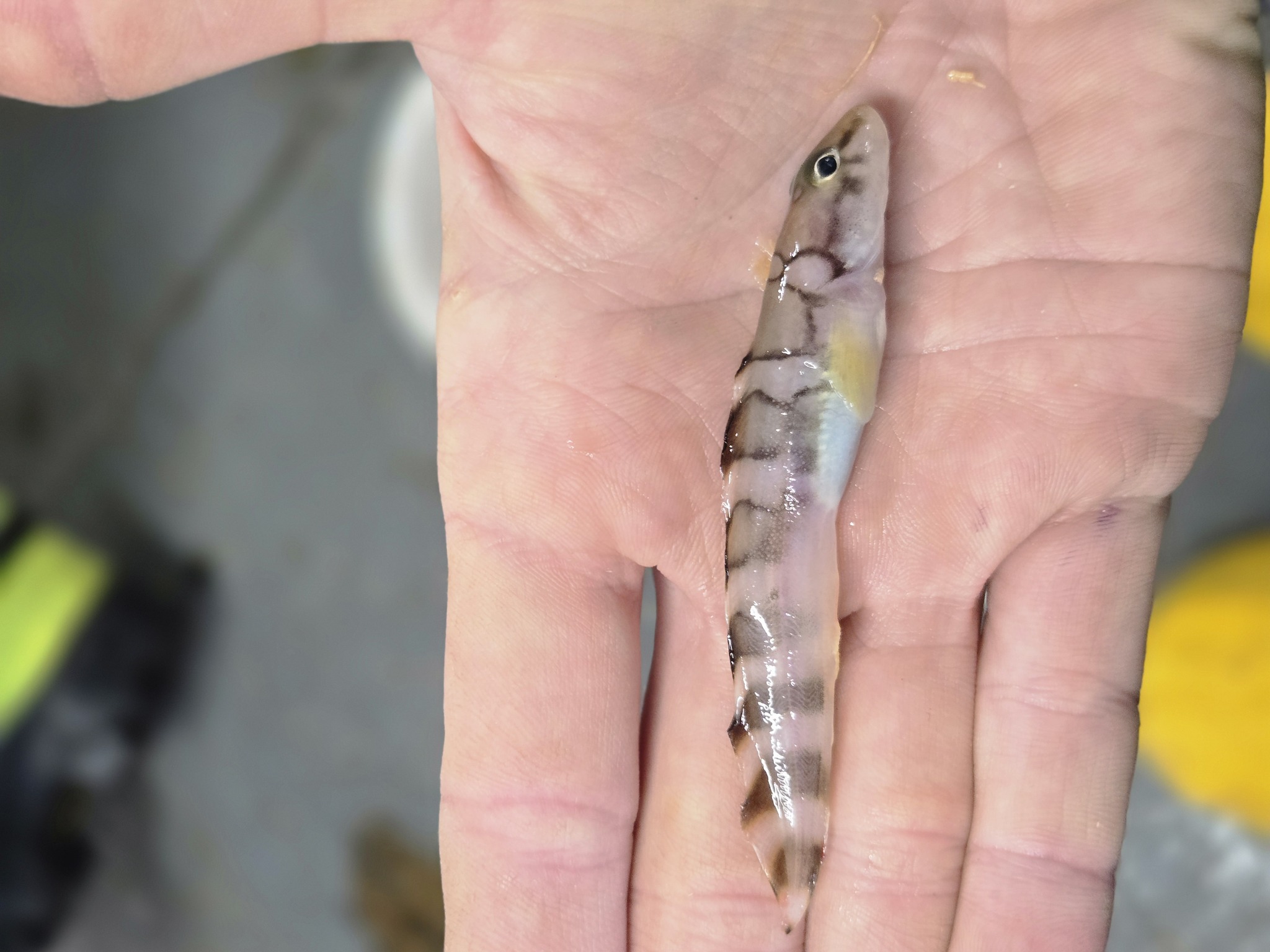 Arctic Eelpout photo 8