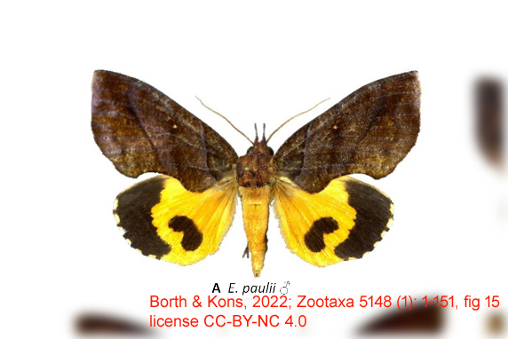 Eudocima paulii