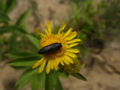 Acmaeodera quadrifasciata prunneri