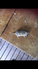 Sminthopsis crassicaudata