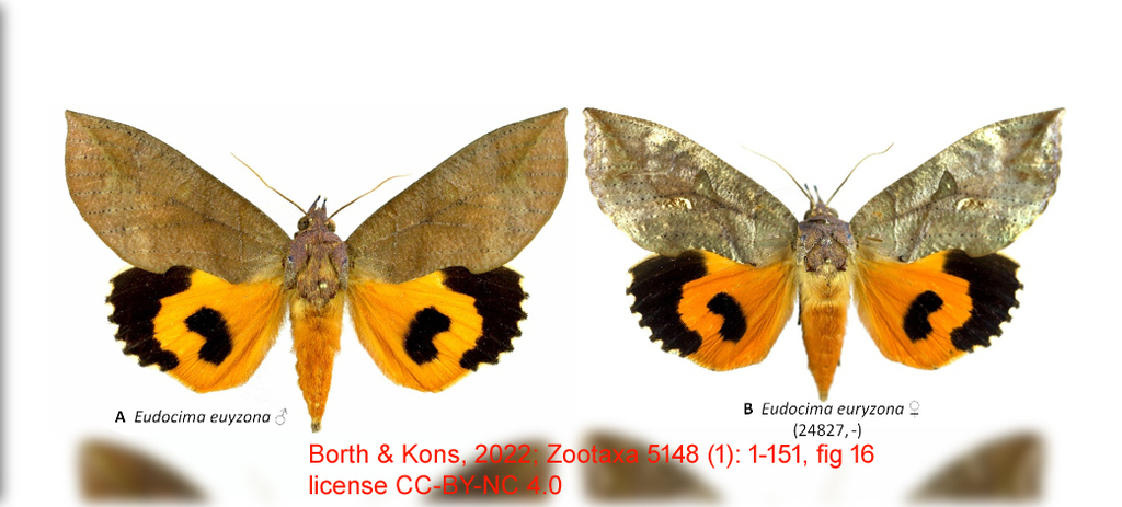 Eudocima euryzona