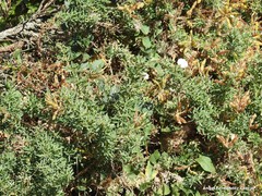 Adenocarpus hispanicus