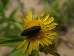 Acmaeodera quadrifasciata prunneri