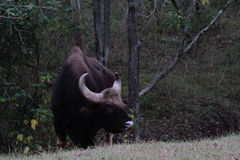 Bos gaurus