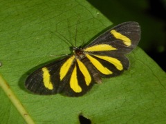 Cyllopoda claudicula