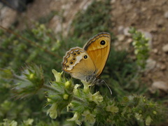 Coenonympha dorus