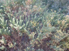 Adenocarpus hispanicus