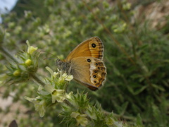 Coenonympha dorus