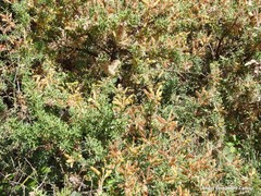 Adenocarpus hispanicus