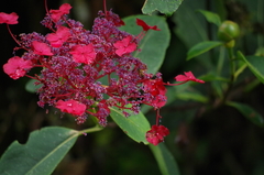Hydrangea peruviana