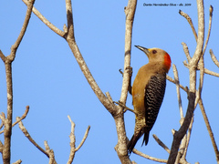 Melanerpes aurifrons
