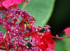 Neocorynura