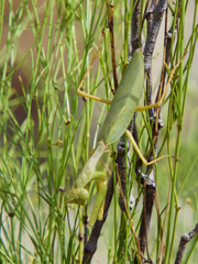 Tarachomantis