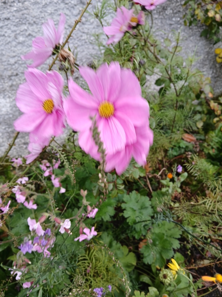 Cosmos bipinnatus