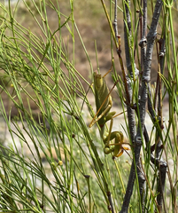 Tarachomantis