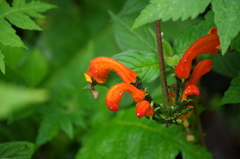 Centropogon baezanus