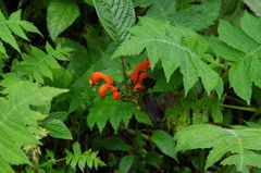 Centropogon baezanus