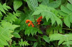 Centropogon baezanus