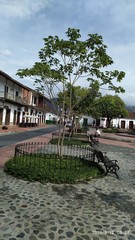 Handroanthus serratifolius