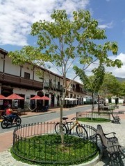 Handroanthus serratifolius