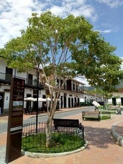 Handroanthus serratifolius