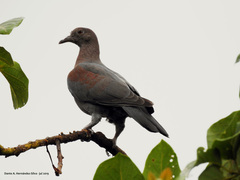 Patagioenas flavirostris