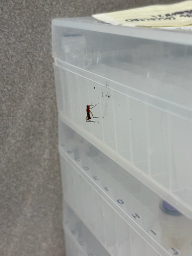 Unknown species found near Scorpius St, Orlando, FL, US