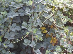 Rubus radula
