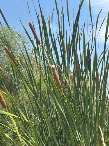 southern cattail