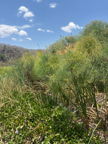 Papyrus sedge