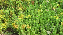 Sedum × rubrotinctum