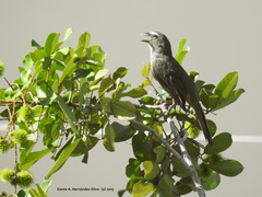 Saltator grandis