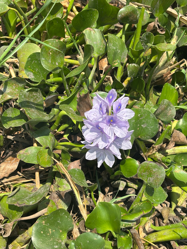 common water hyacinth